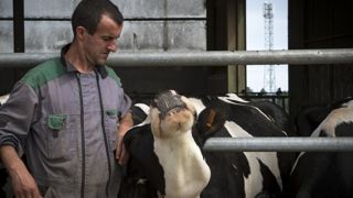« Mes vaches ont des comportements anormaux. Elles ne vont plus manger ou boire régulièrement. C’est un scandale de laisser des bêtes souffrir comme cela. » © Jérôme Chabanne/Hans Lucas. « Mes vaches ont des comportements anormaux. Elles ne vont plus manger ou boire régulièrement. C’est un scandale de laisser des bêtes souffrir comme cela. » © Jérôme Chabanne/Hans Lucas.