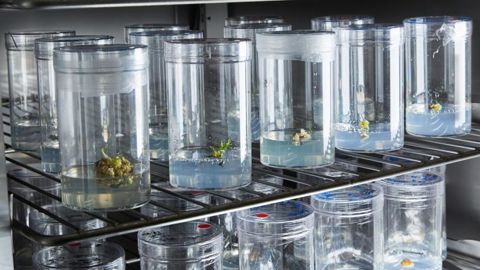 Des start-up et des équipes de recherche universitaires tentent de mettre au point des plantes capables de dégrader les polluants de l’intérieur des maisons. La start-up française Neoplants a dévoilé, fin octobre, Neo P1, un pothos génétiquement modifié pour purifier l’air le plus efficacement possible… ©A. Guilloteau