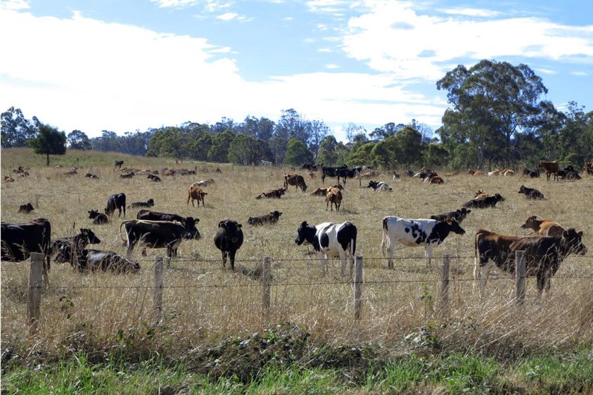 En quatre ans, la production australienne a chuté de 11%, à 9Mt. Le cheptel a reculé dans les mêmes proportions : 5 200 élevages laitiers en 2019 avec 275 VL en moyenne à 6 300 kg/VL.© Pascal Parrot