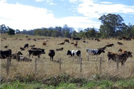En quatre ans, la production australienne a chuté de 11%, à 9Mt. Le cheptel a reculé dans les mêmes proportions : 5 200 élevages laitiers en 2019 avec 275 VL en moyenne à 6 300 kg/VL.© Pascal Parrot En quatre ans, la production australienne a chuté de 11%, à 9Mt. Le cheptel a reculé dans les mêmes proportions : 5 200 élevages laitiers en 2019 avec 275 VL en moyenne à 6 300 kg/VL.© Pascal Parrot