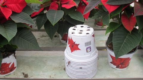 Le sujet des pots plastique est revenu sur le devant de la scène lors d’une conférence au Salon du végétal, le 14 septembre dernier. ©P.Fayolle