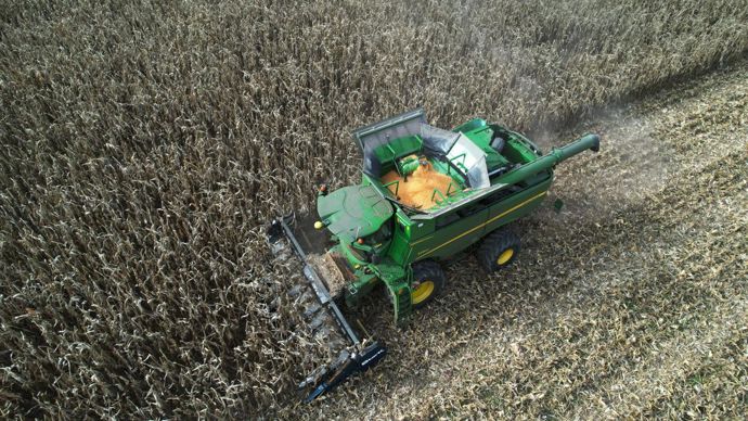 En raison de l’été très sec, les taux d’humidité du maïs grain sont généralement compris entre 15 et 20 %, quel que soit le bassin de production. © CÉDRIC FAIMALI