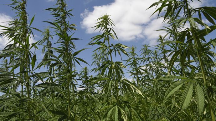 Champ de chanvre en Seine-et-Marne. CEDRIC FAIMALI