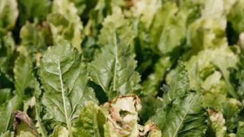 La jaunisse est une maladie virale transmise par les pucerons, qui peut entraîner des pertes de rendement de 40 % dans les secteurs les plus touchés.