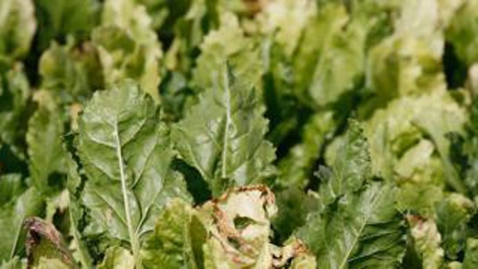 La jaunisse est une maladie virale transmise par les pucerons, qui peut entraîner des pertes de rendement de 40 % dans les secteurs les plus touchés.