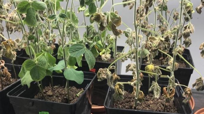 BeST-A est composée de phytostérols. Cette matière active a un effet direct sur la résistance au stress hydrique en limitant l’évapotranspiration et en induisant une protection des horizons de sols plus profonds. © ELICIT PLANT