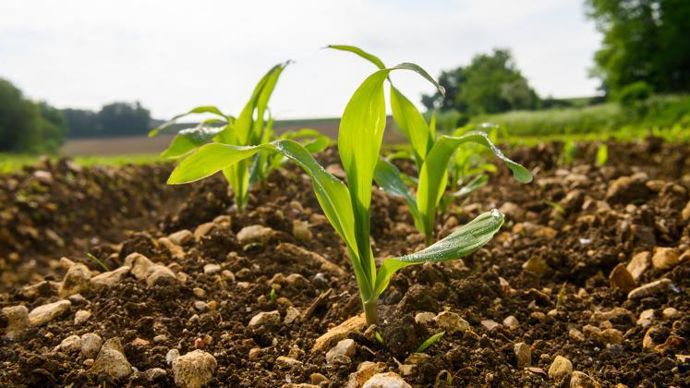 Sous forme de granulés solubles, Proliant de Philagro est à utiliser au stade BBCH 13-15 (3-5 feuilles) à la dose de 250 g/ha. © J.-M. NOSSANT