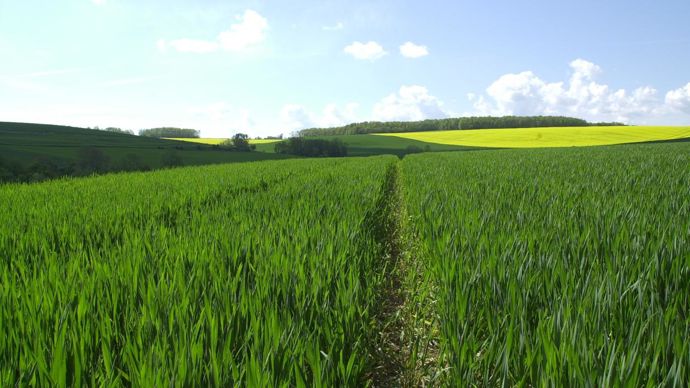 La solution fongicide de biocontrôle DSPF 016 permettra de lutter contre la septoriose du blé. Elle sera également proposée en pack avec un biostimulant afin de répondre aux besoins globaux du blé au stade 1-2 nœuds. © CRAPON