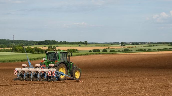 Plus de 82 % des agriculteurs interrogés ont été impactés par les choucas ou les corbeaux au semis. © J.-M. NOSSANT