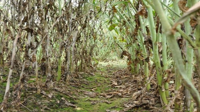 Ici, à droite, BRV703 Protector Sclérotinia de Brevant face à un témoin de marché non tolérant au sclérotinia. Cette tolérance permettrait de réduire jusqu’à 60 % l’incidence de cette maladie sur le colza. © BREVANT