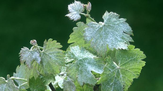 Pour une protection préventive immédiate, Vinivax d’UPL est à appliquer en association avec une autre solution anti-oïdium, et ce à partir du second traitement. © C. WATIER