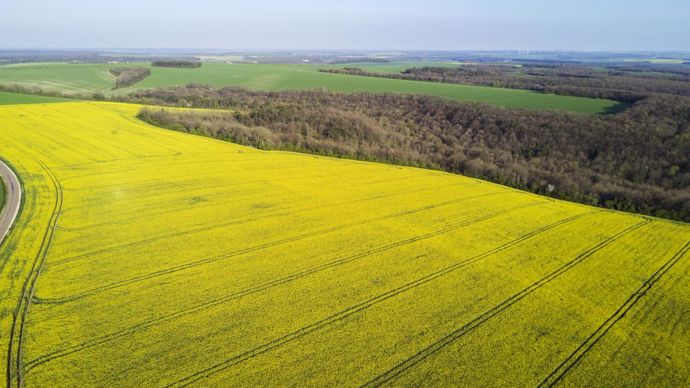 Colz’Avenir 2022, lancé par Soufflet Agriculture, a été testé sur 10 000 ha lors de la campagne 2020-2021.