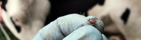 La piroplasmose est causée par une tique. Le signe clinique le plus évident est la couleur foncée des urines due à la présence de sang. 