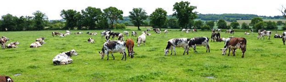 Précocité. Depuis fin février, les 170 laitières sont au pâturage jour et nuit, avec un complément de maïs épi. n.tiers