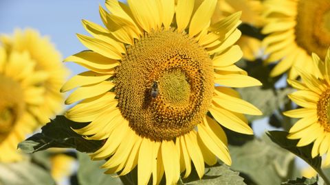Il est prévu que Terrena apporte la majorité des graines bio de colza et de tournesol, et que d’autres coopératives partenaires apportent les graines de soja bio. © C. FAIMALI