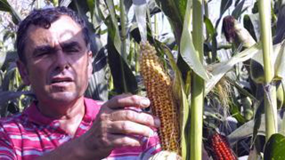 p Dans cette parcelle, Jean-Luc Le Breton compare plusieurs variétés de maïs population. À l’approche de la récolte, il évalue le remplissage des épis. Ici, la variété rouge d’Astarac, tardive. 