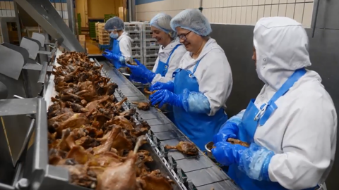 Euralis, qui recrute 150 saisonniers pour la fabrication de ses produits festifs à Maubourguet (Hautes-Pyrénées), leur propose 60 CDI pour travailler dans son futur atelier de confit de canard. © EURALIS