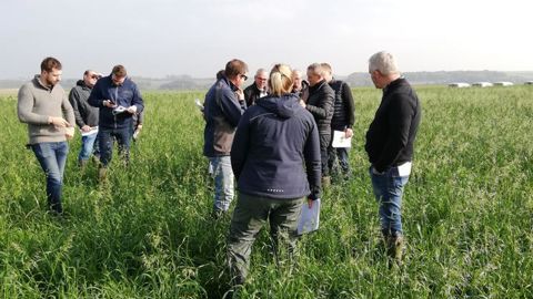Les TC productions animales doivent répondre aux nombreuses questions des éleveurs sur la possibilité d’utiliser les couverts d’intercultures comme fourrage.