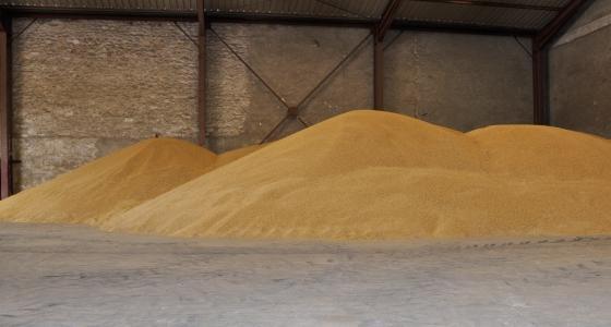 Le stockage, même temporaire, dans des bâtiments pommes de terre traités avec un anti germinatif, peut entraîner une pollution de la production.
