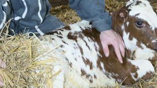 Colostrum. Il n’y a aucun risque à donner les quatre litres nécessaires par drenchage en une seule prise au veau naissant. Laisser le veau téter sa mère n’est pas une solution sûre. Colostrum. Il n’y a aucun risque à donner les quatre litres nécessaires par drenchage en une seule prise au veau naissant. Laisser le veau téter sa mère n’est pas une solution sûre.