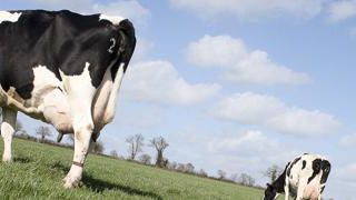 La diversité des espèces composant la prairie assure une meilleure adaptation au changement climatique et offre une courbe de croissance annuelle plus régulière.
Sébastien Champion La diversité des espèces composant la prairie assure une meilleure adaptation au changement climatique et offre une courbe de croissance annuelle plus régulière.
Sébastien Champion