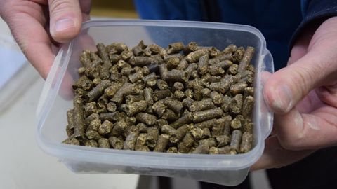 Avec 5 000 t par an de granulés de sainfoin déshydraté destinés dans leur immense majorité à la nutrition animale, la petite filière espère bien rester dans les formules. © Y. BOLOH