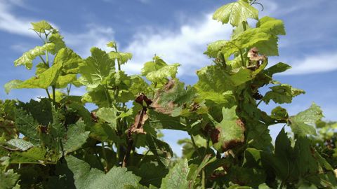 Les produits fongicides de biocontrôle d’Amoéba contenant du lysat d’amibe vont être testés, notamment pour lutter contre le mildiou de la vigne en France et en Europe. © CRAPON/GFA