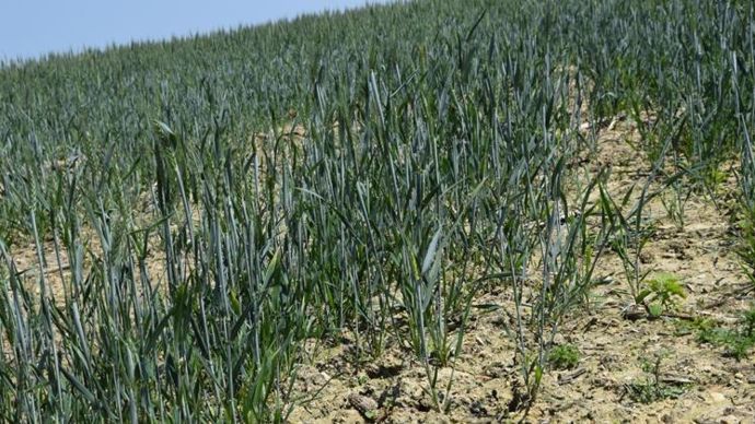 Les céréales à paille sont en avance par rapport à la moyenne des cinq dernières années. © Y. BOLOH