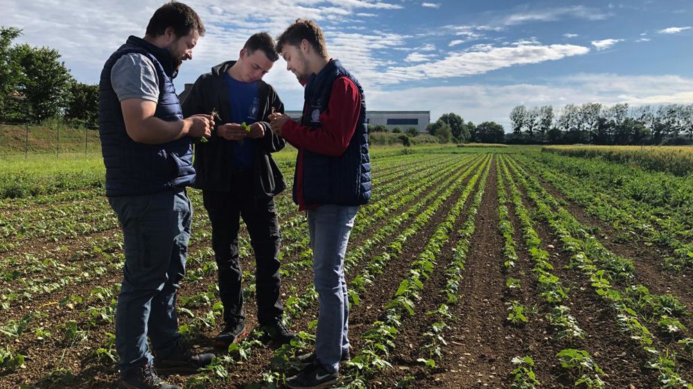 Dijon céréales cherche quatre apprentis BTSA pour la rentrée. Ici, deux jeunes en contrats d’apprentissage échangent avec l’un des techniciens du service Damier vert.