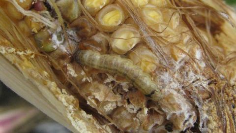 Corteva conseille d’appliquer le Mezalid avec un automoteur enjambeur pour intervenir au-delà du stade limite de passage du tracteur si nécessaire, sur la deuxième génération de pyrales.