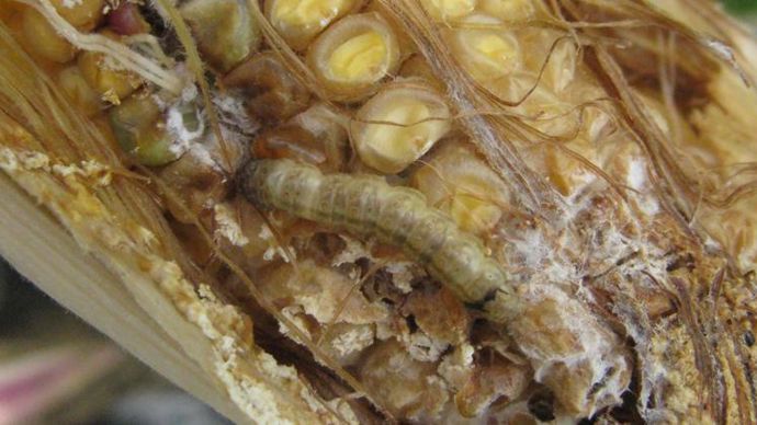 Corteva conseille d’appliquer le Mezalid avec un automoteur enjambeur pour intervenir au-delà du stade limite de passage du tracteur si nécessaire, sur la deuxième génération de pyrales.