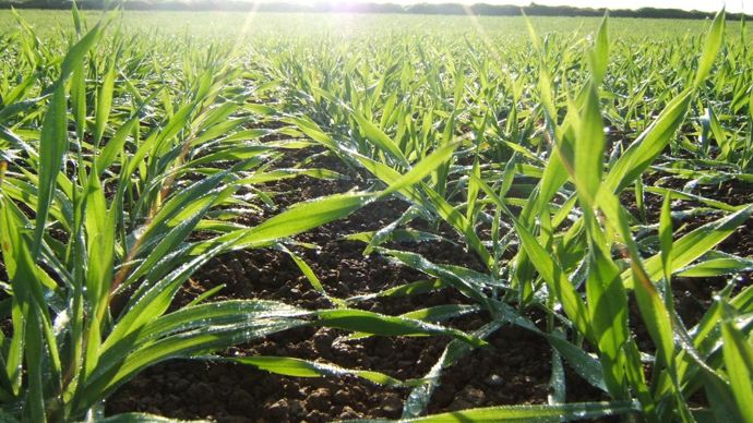 Selon BASF, avec le TS Systiva, les agriculteurs vont pouvoir réduire les traitements fongicides en foliaire à une seule, voire aucune application. © BASF