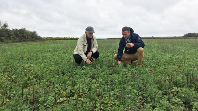 À gauche, Paul Frémont, président d’Apiviti, au côté de Jean-Lucien Gourgues, à la tête du pôle Agro du négoce Landreau, dans une jachère mellifère. 