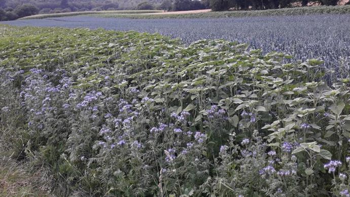Parcelle de légumes bordée d’une jachère mellifère sur une des exploitations certifiées HVE de la marque d’aucy du groupe coopératif breton Eureden. © D’AUCY