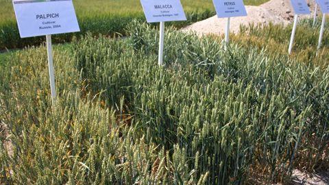5 000 lignées de blé issues de croisements de variétés ou lignées d’origines très diverses ont été mises à la disposition des sélectionneurs. © B. CAILLIEZ