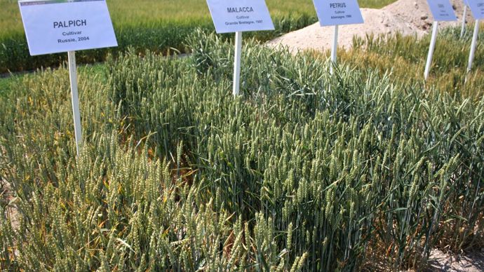 5 000 lignées de blé issues de croisements de variétés ou lignées d’origines très diverses ont été mises à la disposition des sélectionneurs. © B. CAILLIEZ