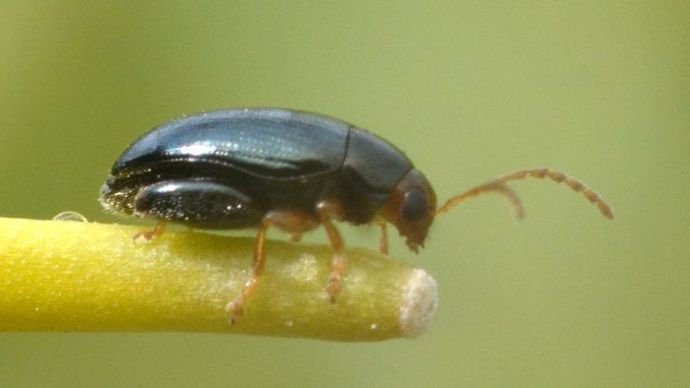 « Le Boravi présente l’efficacité la meilleure et la plus régulière sur les altises d’hiver. Il évite une pression de sélection sur les résistants aux pyréthrinoïdes », souligne Céline Robert, de Terres Inovia. © TERRES INOVIA