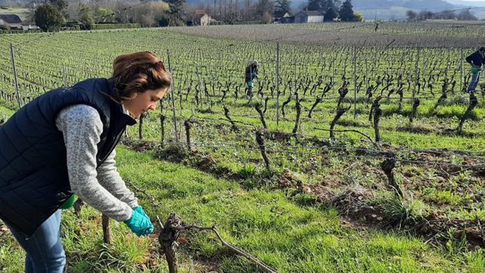 Le 22 mars, vingt-cinq salariés de l’activité vitivinicole de Capel ont posé des diffuseurs de phéromones pour lutter contre le ver de la grappe, de plus en plus présent dans le raisin à Cahors (Lot). © CAPEL