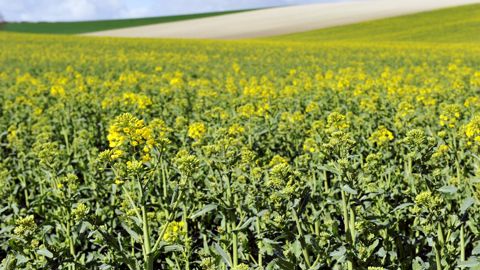 « Malgré les nombreux bénéfices des ammonitrates par rapport à la solution azotée, cette dernière reste aujourd’hui la forme d’engrais azoté minéral largement dominante sur colza », regrettent Yara et Saipol dans un communiqué commun. © C. FAIMALI