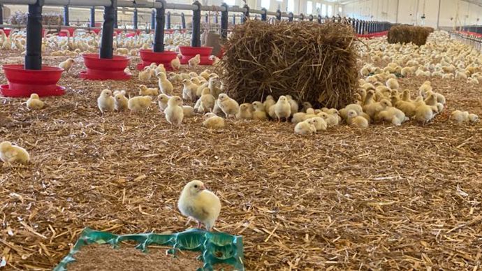 Le premier cadre réglementaire sur les poulets de chair et les porcs devrait être remis fin 2022. © Y. BOLOH