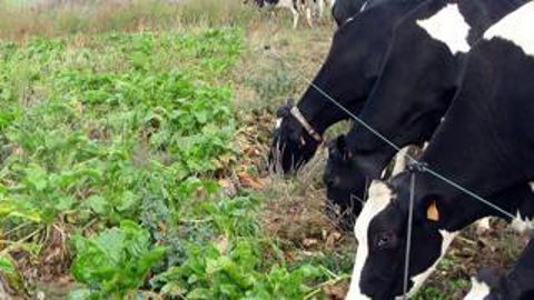 Au fil avant. Il faut avoir un front de pâturage le plus large possible. Il est conseillé de laisser deux rangs disponibles qui sont ­consommés en une ou deux heures.Ragt