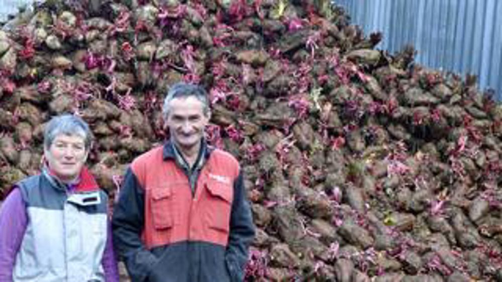 Stockage. Marie-Pierre et Alain Le Moel stockent les betteraves dans un silo-couloir. Elles sont reprises avec le godet du télescopique. ­D.G.
