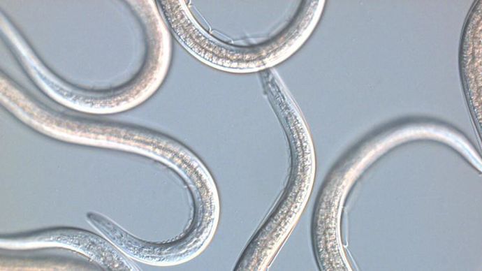 Les nématodes entomopathogènes du genre Steinernema, qui mesurent moins d’1 mm, pénètrent dans l’insecte hôte et les tuent en quelques jours, par l’intermédiaire de bactéries. © KOPPERT