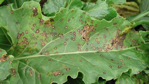 Belanty s’utilisera dès l’application des premiers symptômes sur betteraves. Ici, symptômes de cercosporiose. © BASF