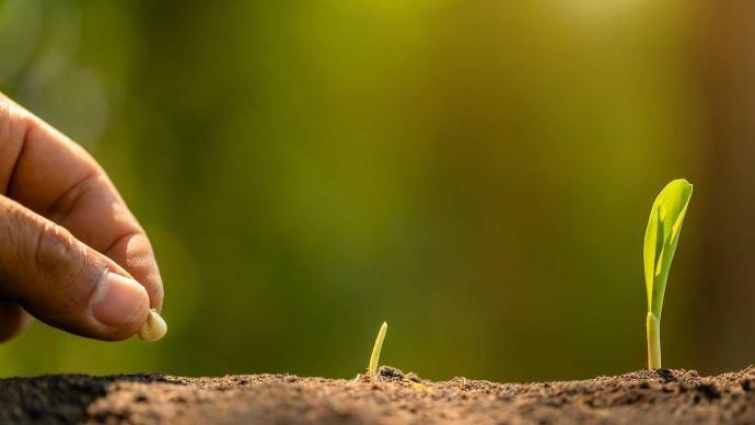 Faut-il être exigeant dans la sélection de ses semences de maïs ?