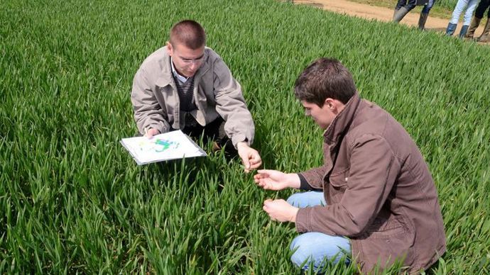 Gilles Couleaud, d’Arvalis (ici, à g. dans un champ d’essais), confirme : « L’impasse de T1 à nœuds reste la règle. D’après nos calculs, le T1 serait amorti dans 56 % des situations, pour un blé à 30 €/q. » © N. CORNEC/ARVALIS