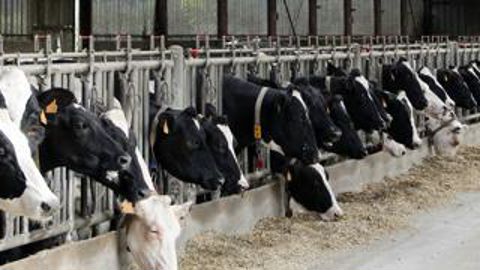 Dans le Nord, à l’EARL Deschodt, les éleveurs mettent tout en œuvre pour stimuler l’ingestion des fourrages. Par exemple en été, la distribution du gros de la ration se fait en fin d’après-midi : la ration chauffe moins et les vaches profitent de la fraîcheur du soir pour s’alimenter.j.pezon