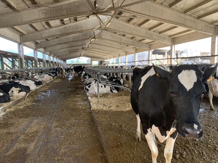 
						Rafraîchir. Confrontés à des températures pouvant dépasser les 35 °C, les éleveurs ont ouvert le bâtiment, installé des ventilateurs au plafond et des asperseurs d’eau au-dessus des cornadis. 
							© P. Le Cann