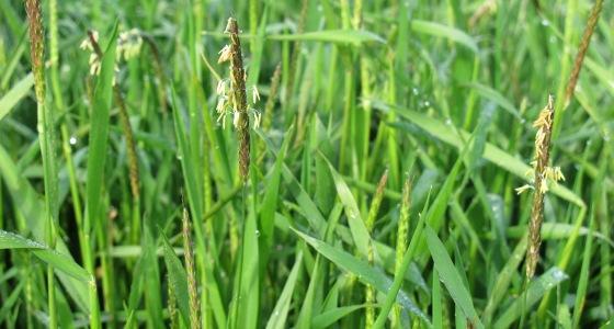 Syngenta met en avant l'efficacité de Daiko dans la lutte contre les vulpins.