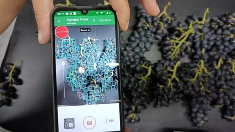 Kubota investit dans la qualité des fruits Kubota investit dans la qualité des fruits